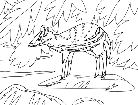 Water Chevrotain Coloring Page